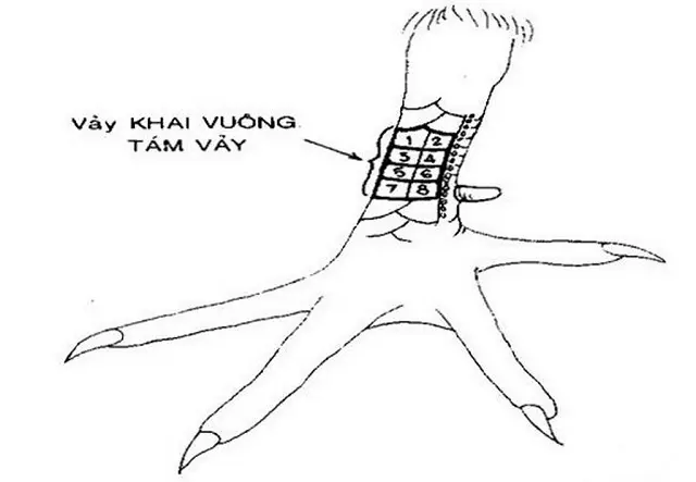 Xem Vảy Gà Đá – Top 10+ Cách Xem Vảy Gà Chiến Cực Hay 7 Một số vảy gà đá xấu nên tránh